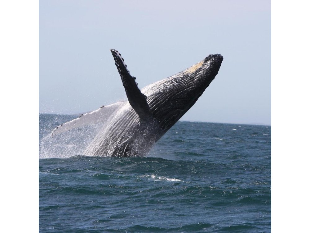 Newcastle Whale Watching Cruise