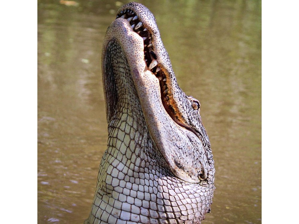 New Orleans Swamp Tour Boat Adventure with Transportation