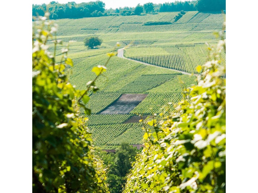 Champagne Day Trip with 6 Tastings, Reims and Winery from Paris