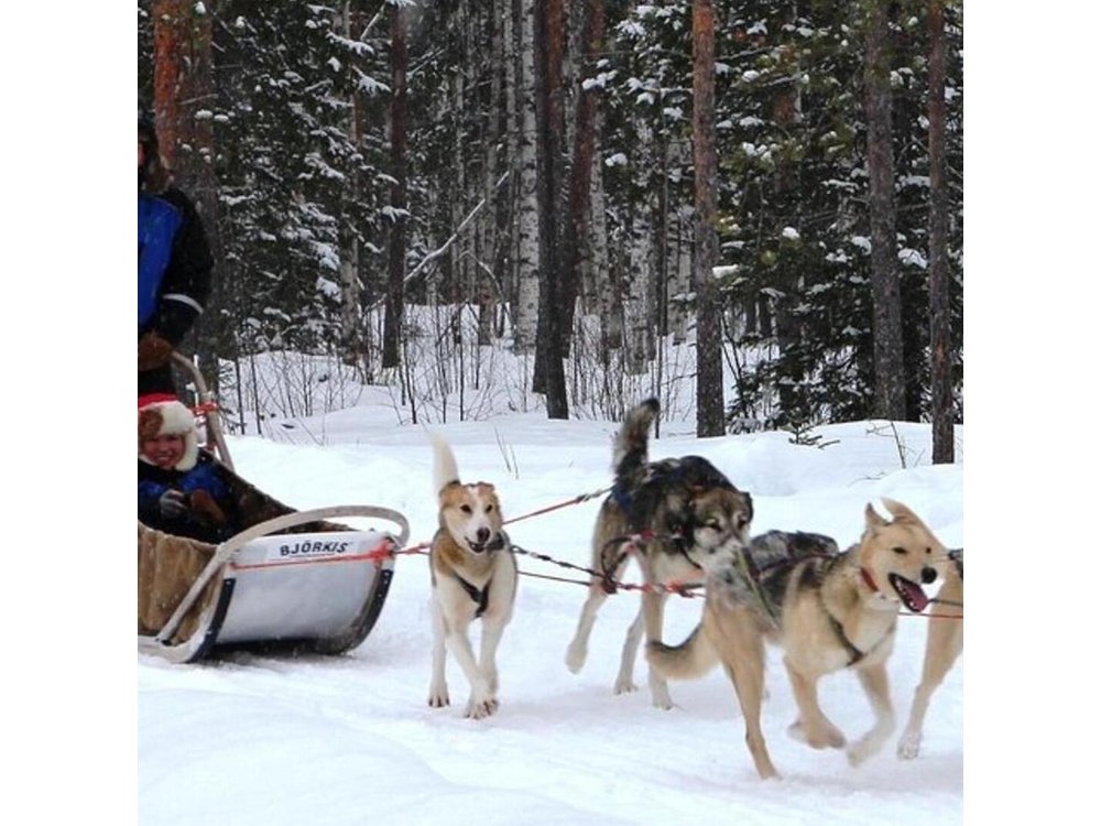 Lapland Reindeer and Husky Safari from Levi