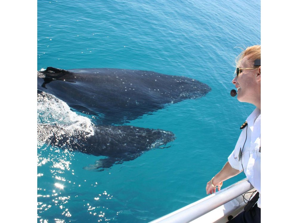 Brisbane Whale Watching Cruise from Redcliffe or Brisbane City