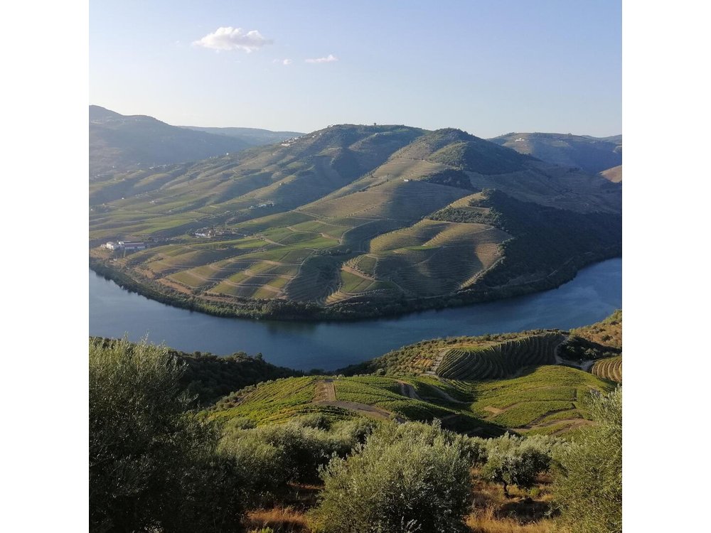 Private Hiking Through Douro Valley Wine Region Half Day Tour