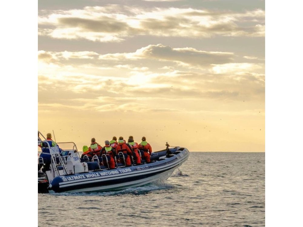 Small-group Whale Watching in the Midnight Sun from Reykjavík