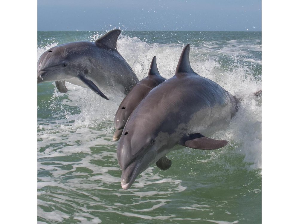 PRIVATE Sunset & Sightseeing Boat Trip of Naples Bay and the Gulf