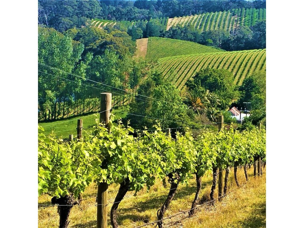 Adelaide Hills Private Day Tour