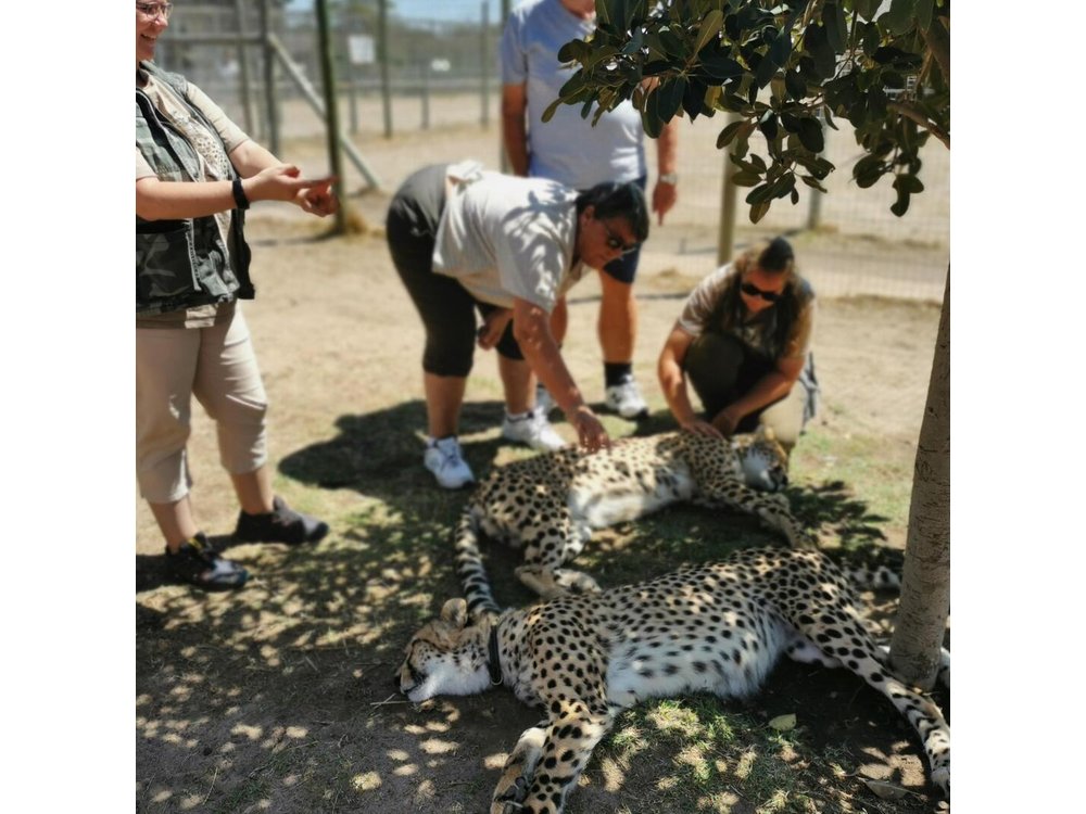 Cheetah Outreach Tour Somerset West, Gordon's Bay and Strand Beaches