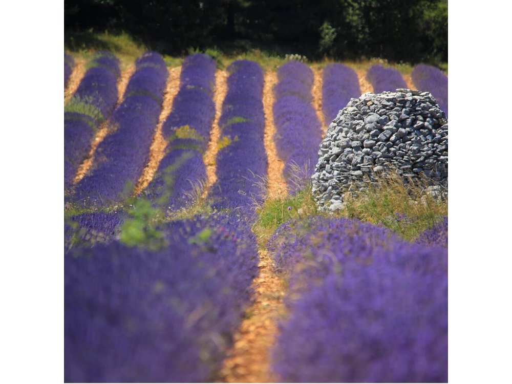 Half Day Lavender Road in Sault from Avignon