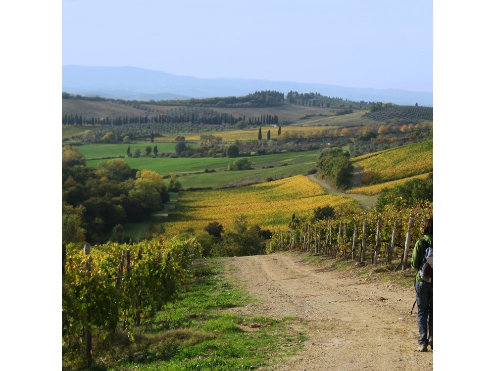Tuscany Hiking Tour from Siena Including Wine Tasting