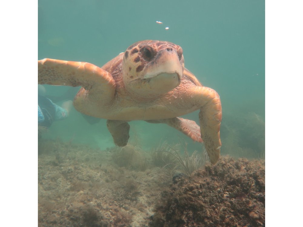 Key West SNUBA Experience