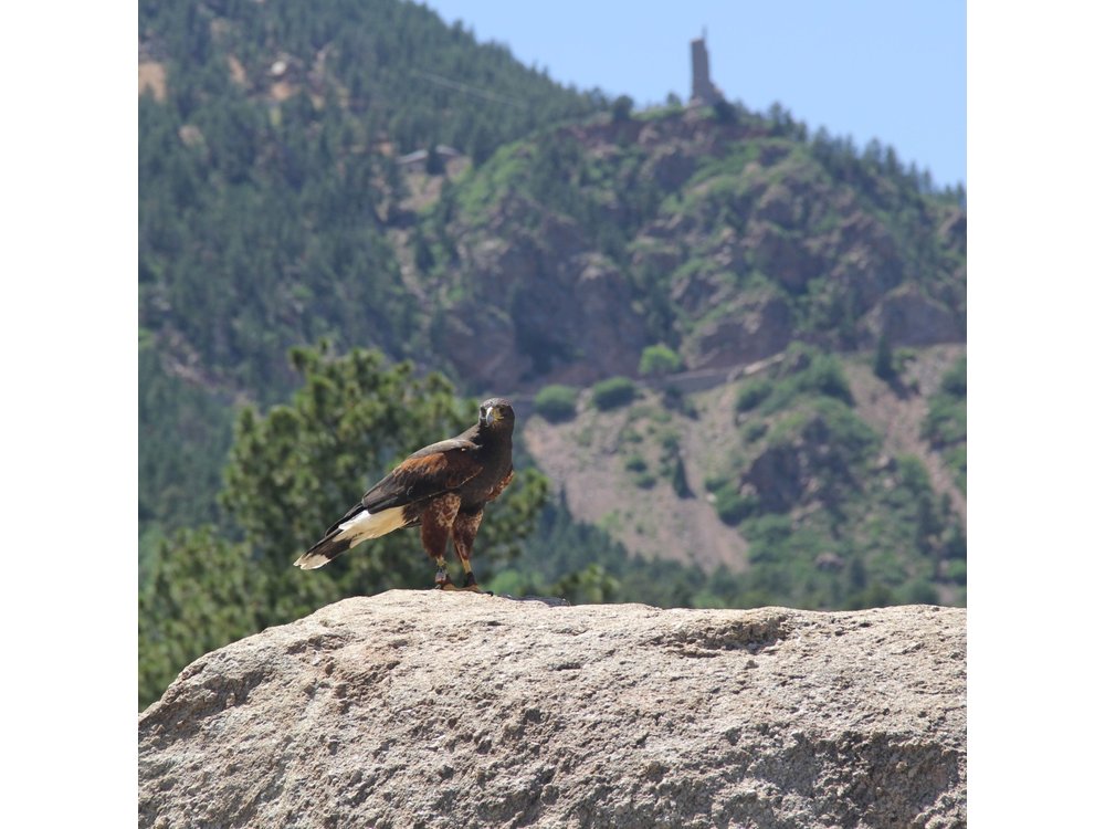 Colorado Springs Hands-On Falconry Class and Demonstration