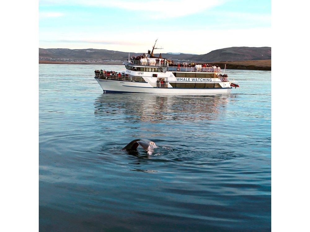 Whale-Watching Boat Tour with Expert Guide from Reykjavik