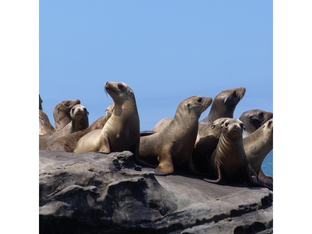 San Diego Shore Excursion: San Diego Seal Tour