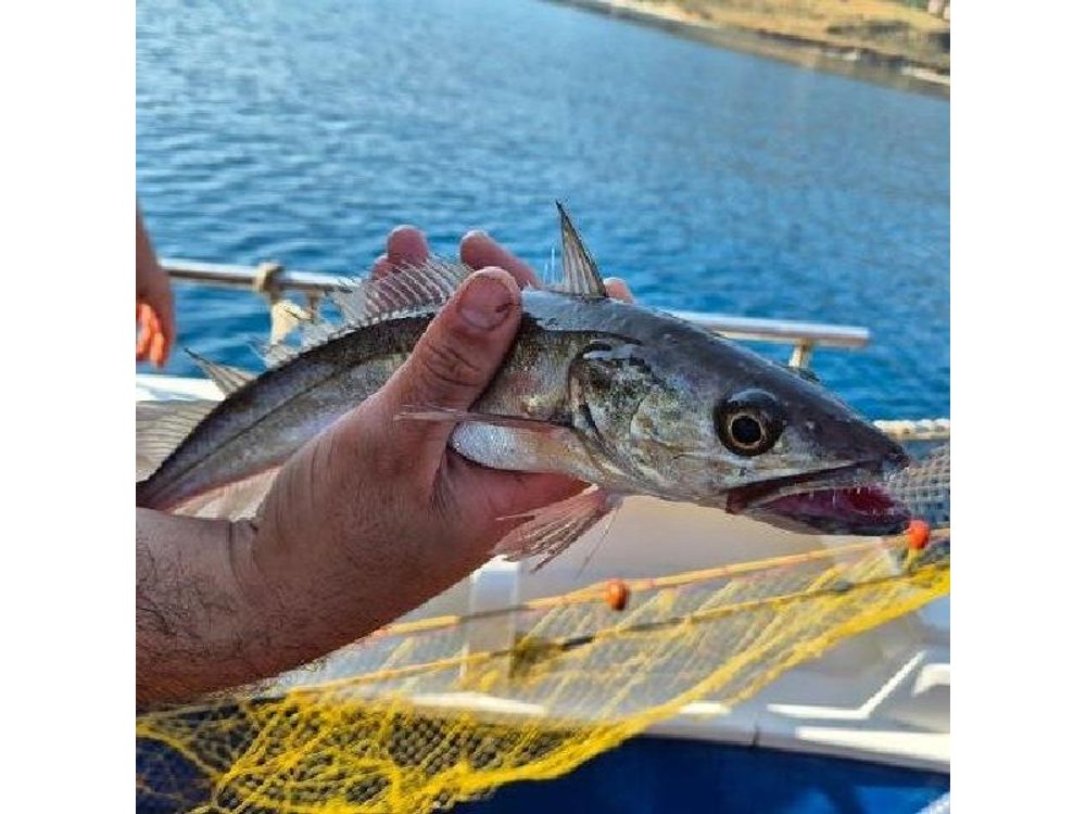 Chania Fishing with Nets Catch and Cook with a Local Fisherman