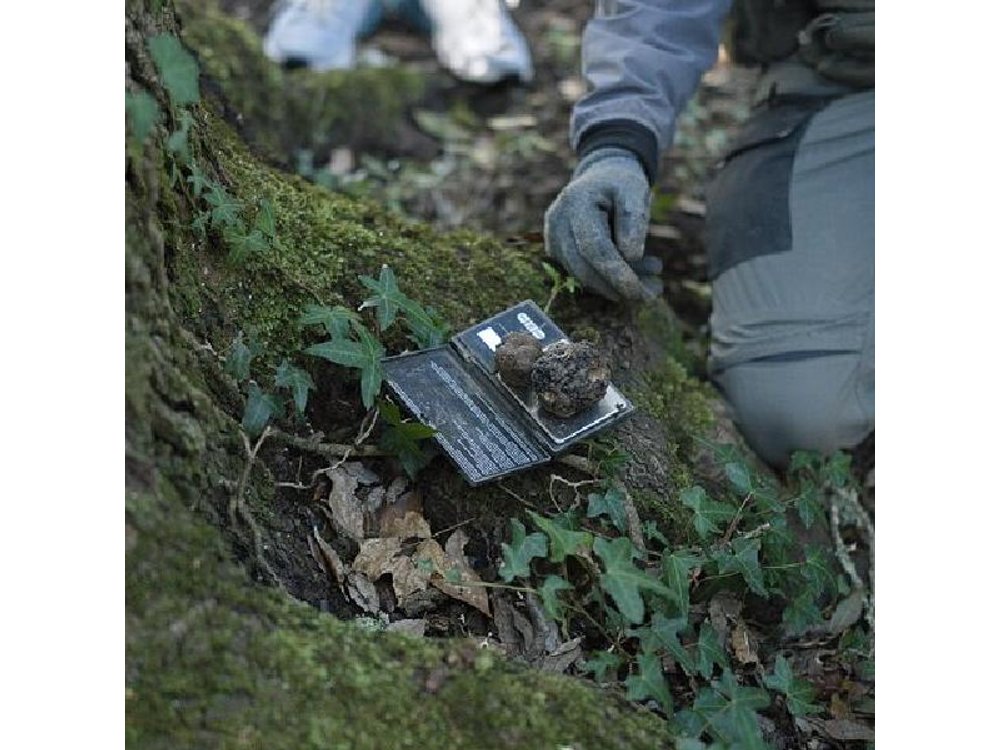 Truffle Hunting, Cooking Class & Gourmet Lunch in Siena, Tuscany