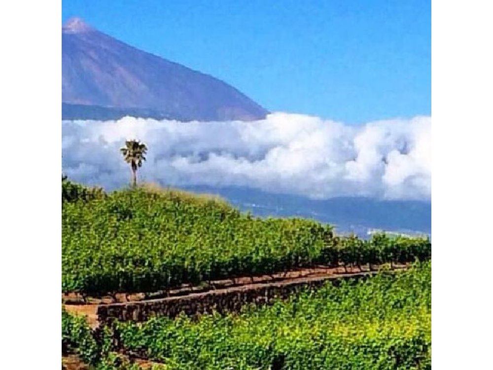 Teide National Park with visit to wineries in Tenerife