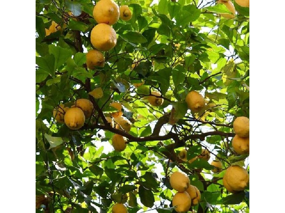 Discover Sorrento through lemons and olive trees