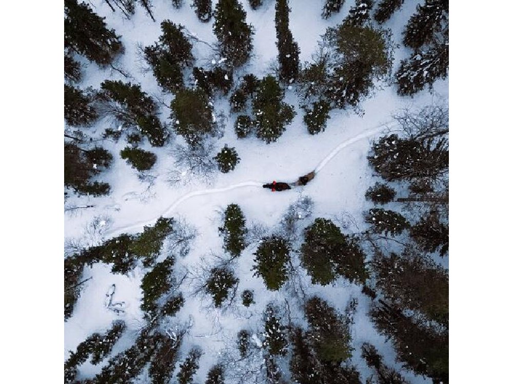 Horseback Ride in Finnish Forest from Rovaniemi