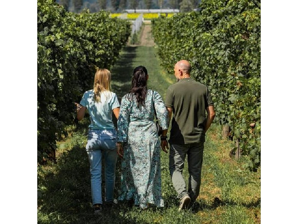 From Venice: Olive Oil & Wine Tour in the Venetian Hills