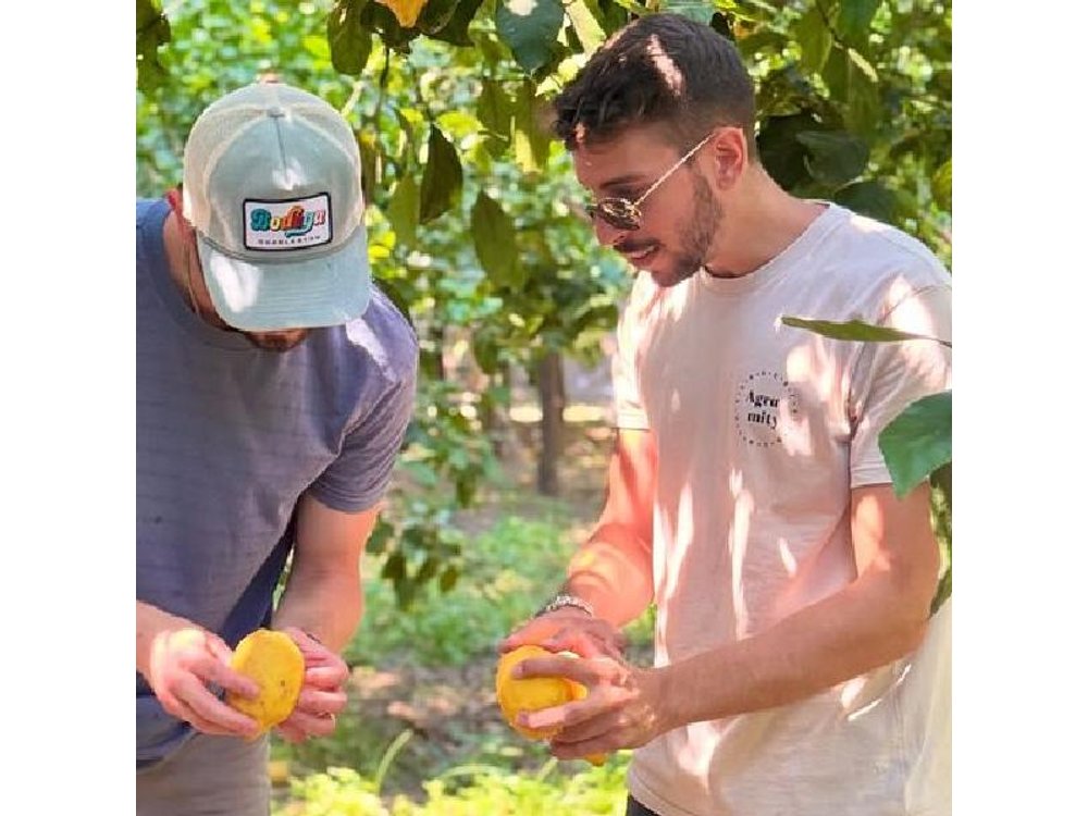 Sorrento: Lemon Grove Visit & Limoncello Tasting