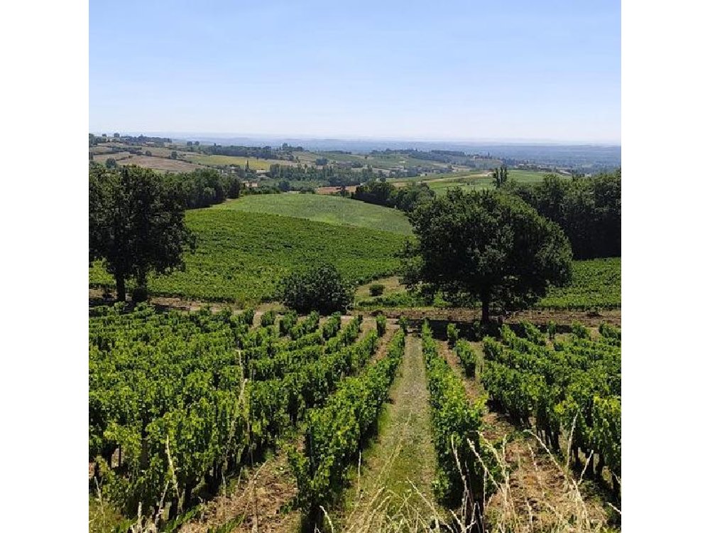 Gaillac Small Group Wine Tour from Toulouse