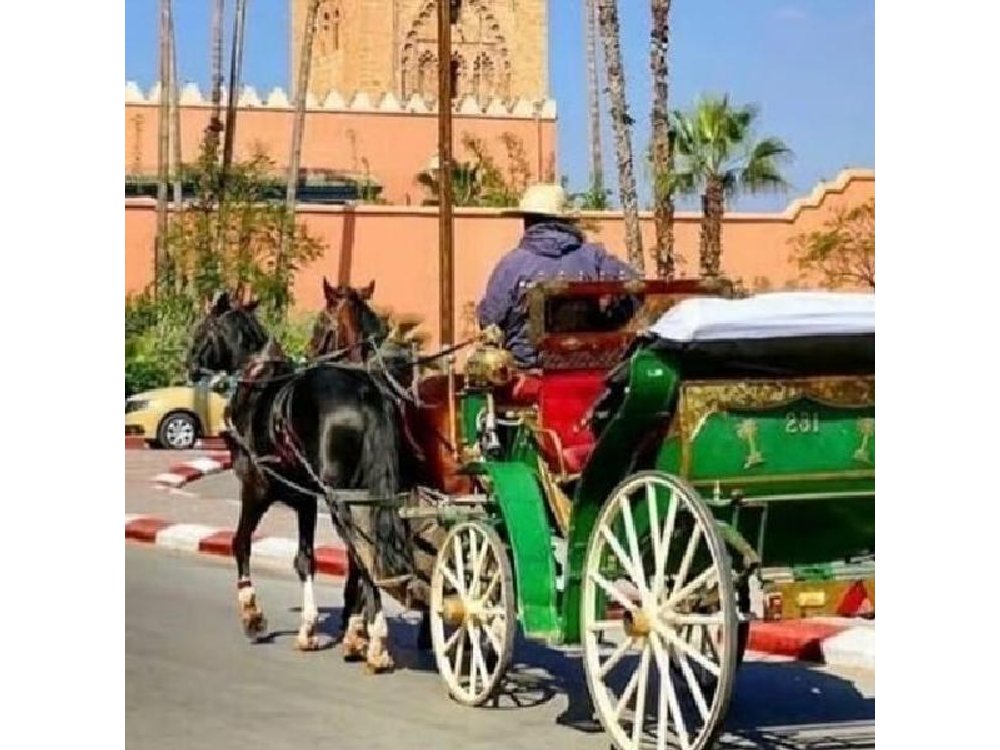 Marrakech! 1 hour traditional horse - drawn carriage tour