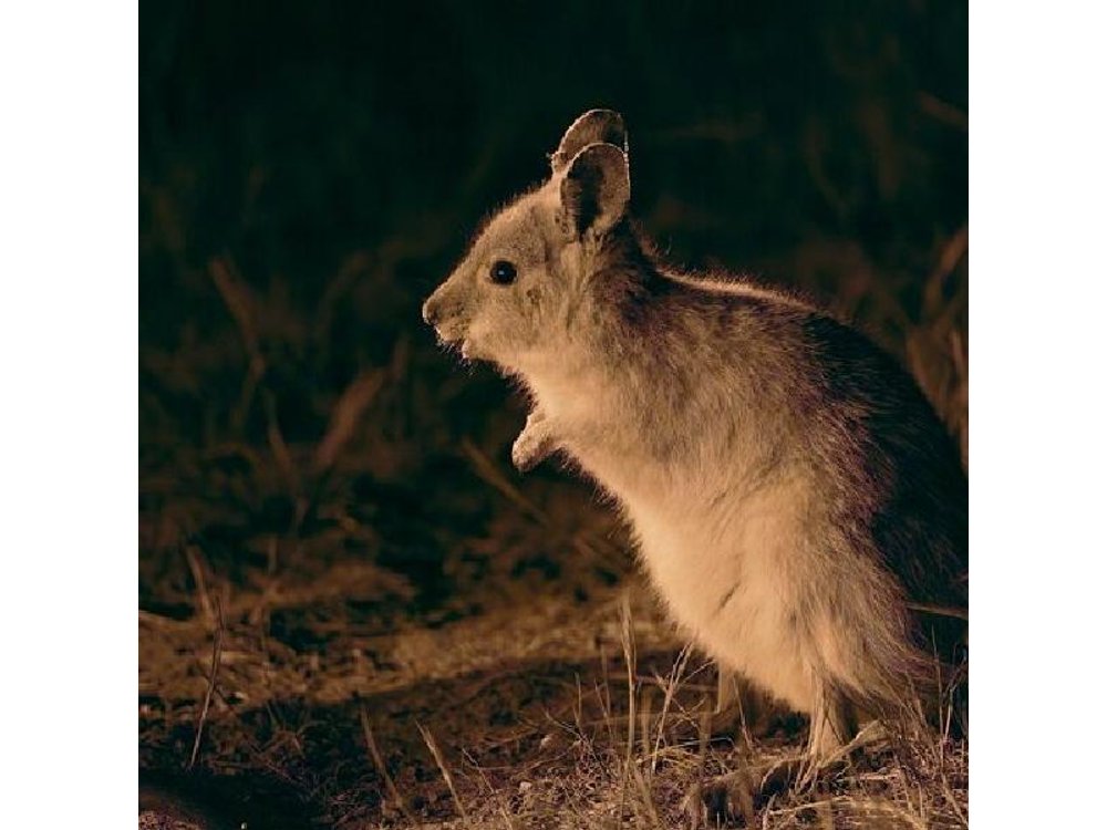 Perth Wildlife Tour Under the Stars with Dinner