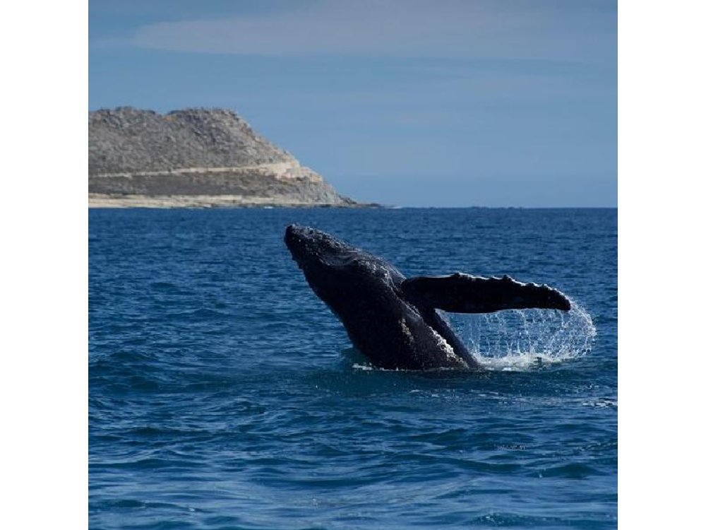 Whale Watching in San Jose del Cabo