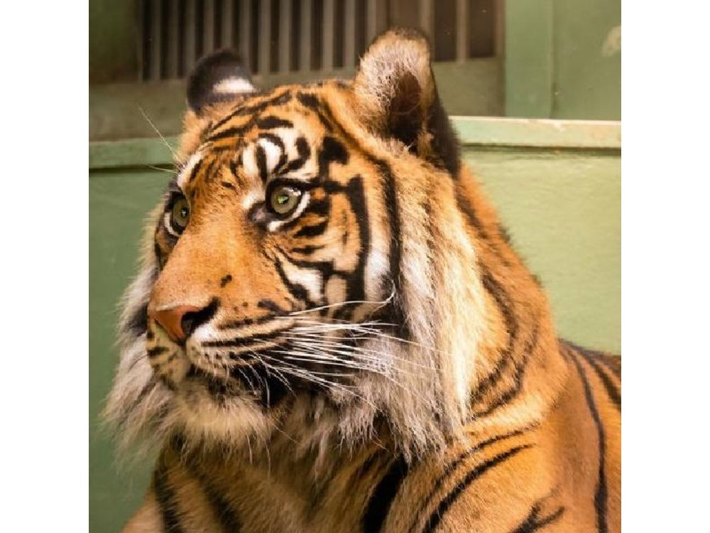 Prague Zoo Ticket with Online Audio Guide