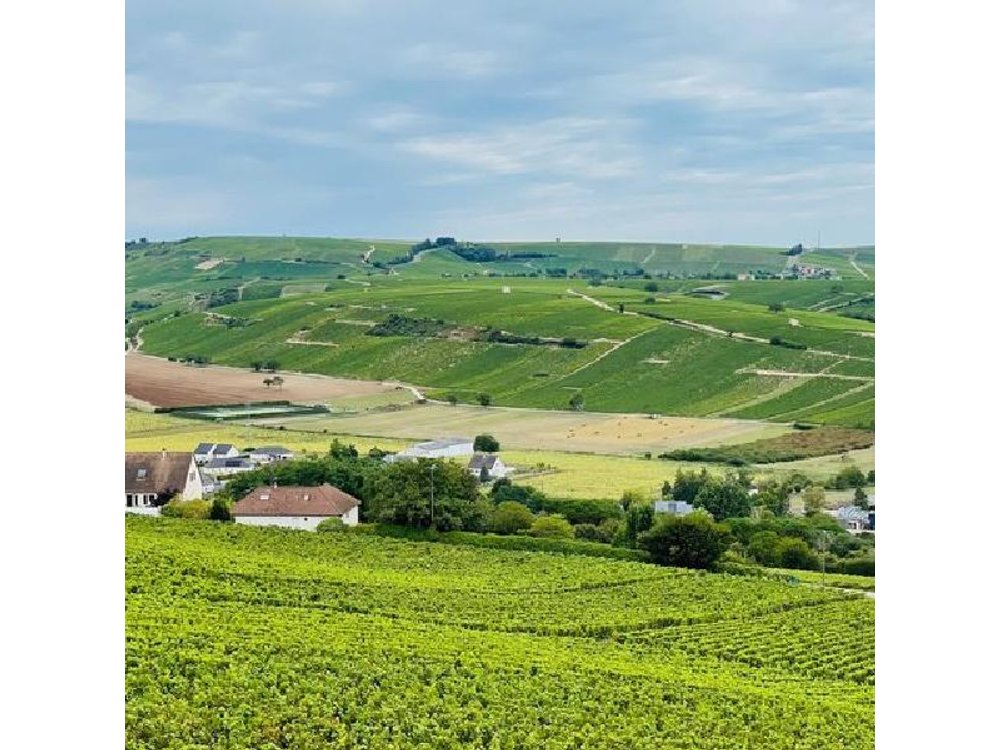 Paris Wine Day Tours exclusive Champagne tour incl. 3 visits