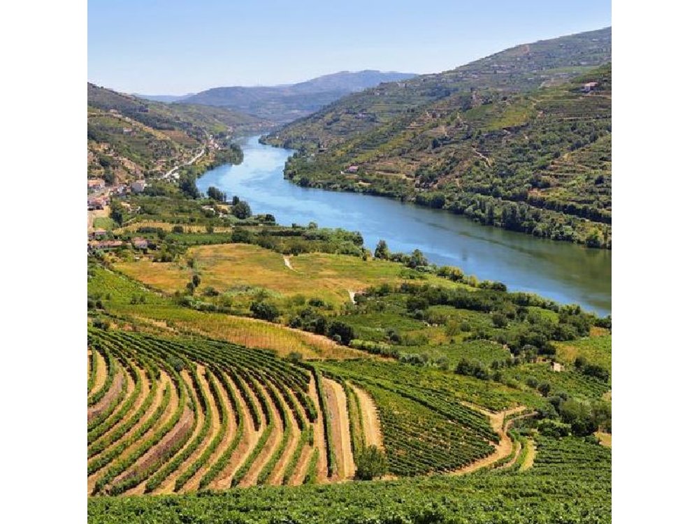 Douro Valley Wine Tour: 2 Wineries, Lunch & River Cruise