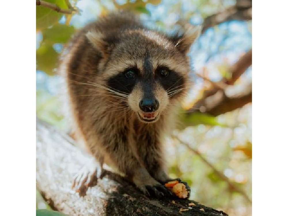 Miami: Guided Raccoon Island Walk & Sandbar Swim (2 Stops)