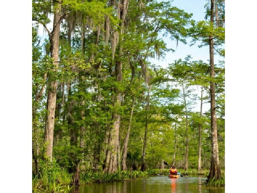 New Orleans Guided Kayak Swamp Tour