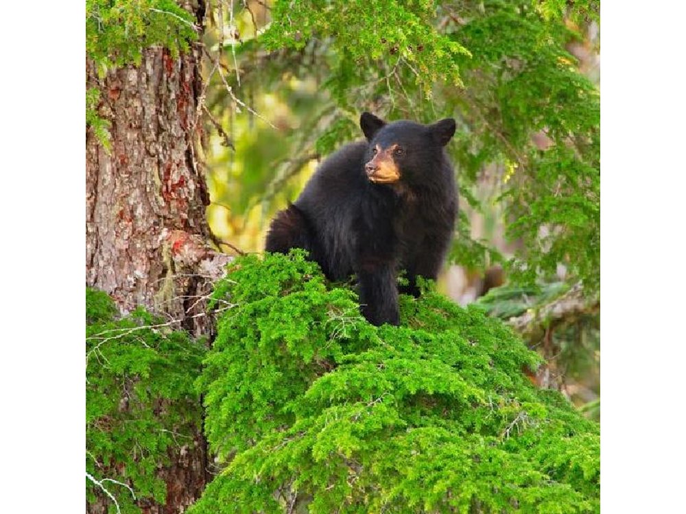 Whistler Afternoon Evening With The Bears Land Rover Scenic Tour