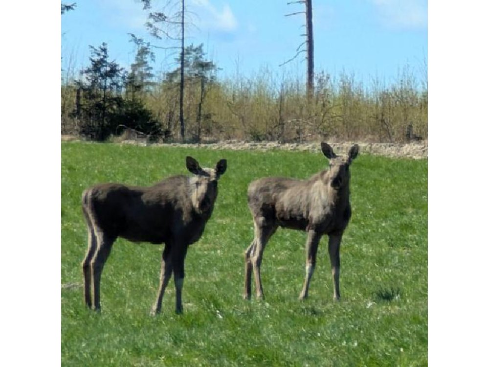 Evening Wildlife Safari with Campfire Dinner from Stockholm