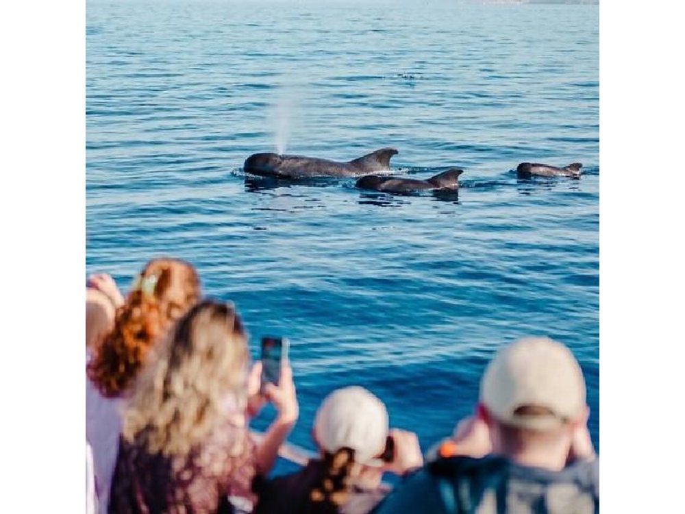 Tenerife Ecoyacht Tour for Whale Watching