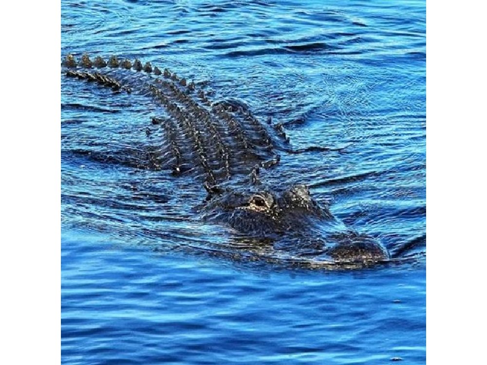 Everglades Small-Group Tour from Miami with Transportation