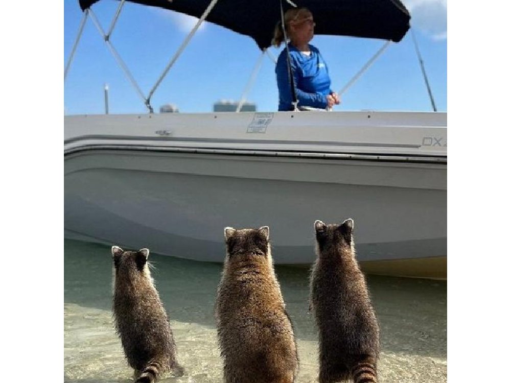 Miami Boat Tour to Raccoon Island and Sandbar (Private 2 or 4 Hr)