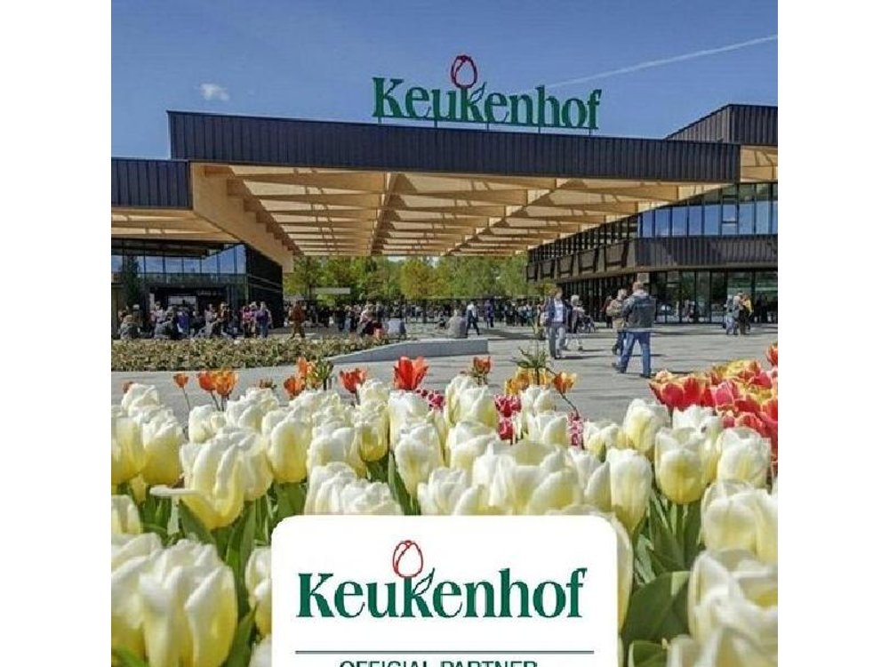 Private Keukenhof Park & Tulip Fields Tour from Rotterdam