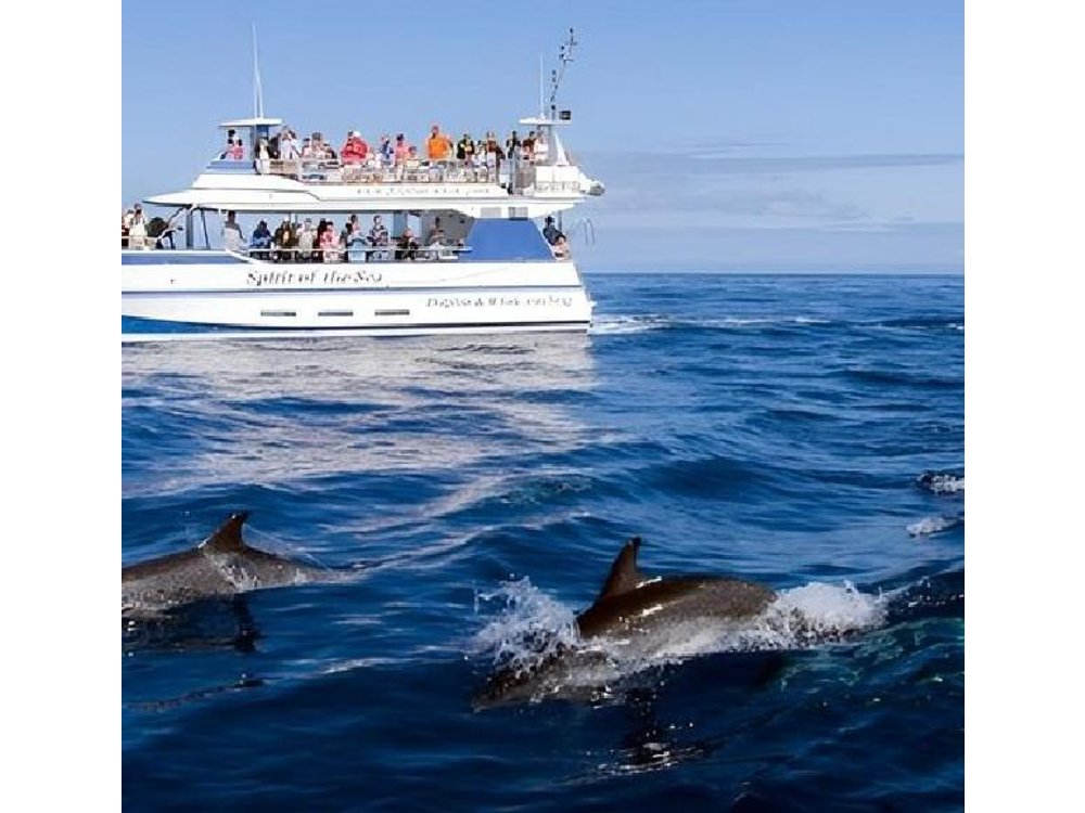 Dolphin and Whale Cruise in Puerto Rico, Gran Canaria