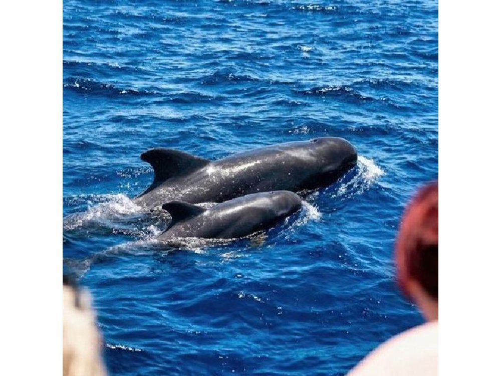 Tenerife Whale and Dolphin Watching + SWIM STOP
