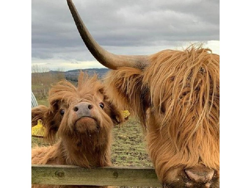 Private Tour of Highlands, Oban, Glencoe, Lochs & Castles from Glasgow