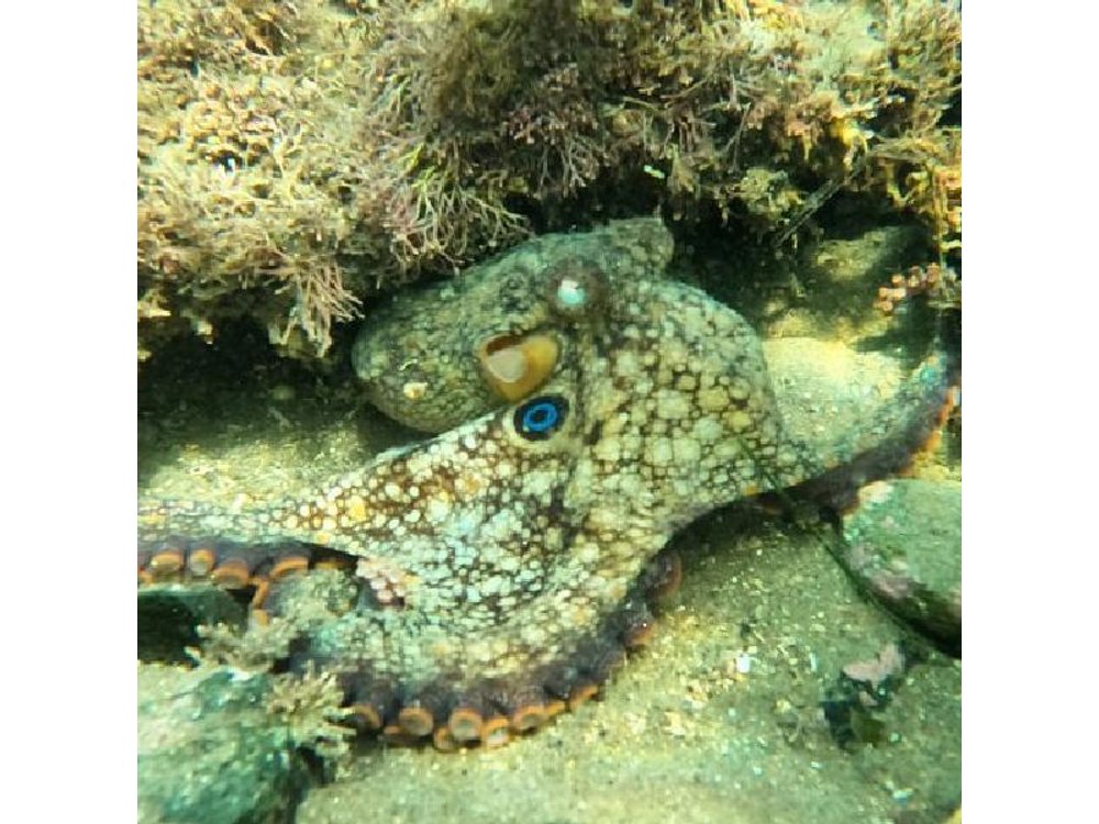 Snorkel San Diego's Mission Bay with a Marine Biologist
