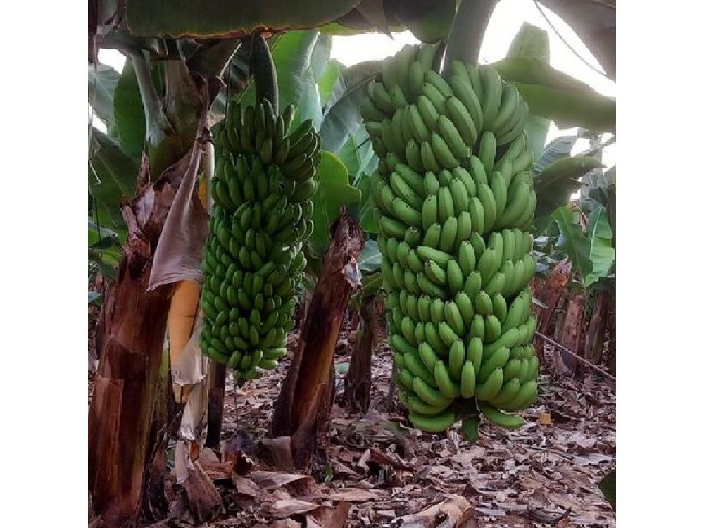 Canary Islands Wine and Banana Plantation Tour Tenerife