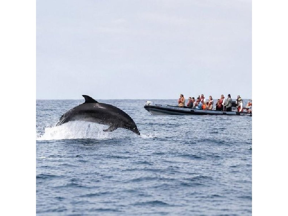 Observing Dolphins in Faro