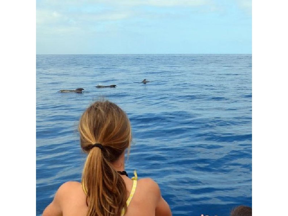 Tenerife: Whale & Dolphin Watching Cruise & Swim, Los Cristianos