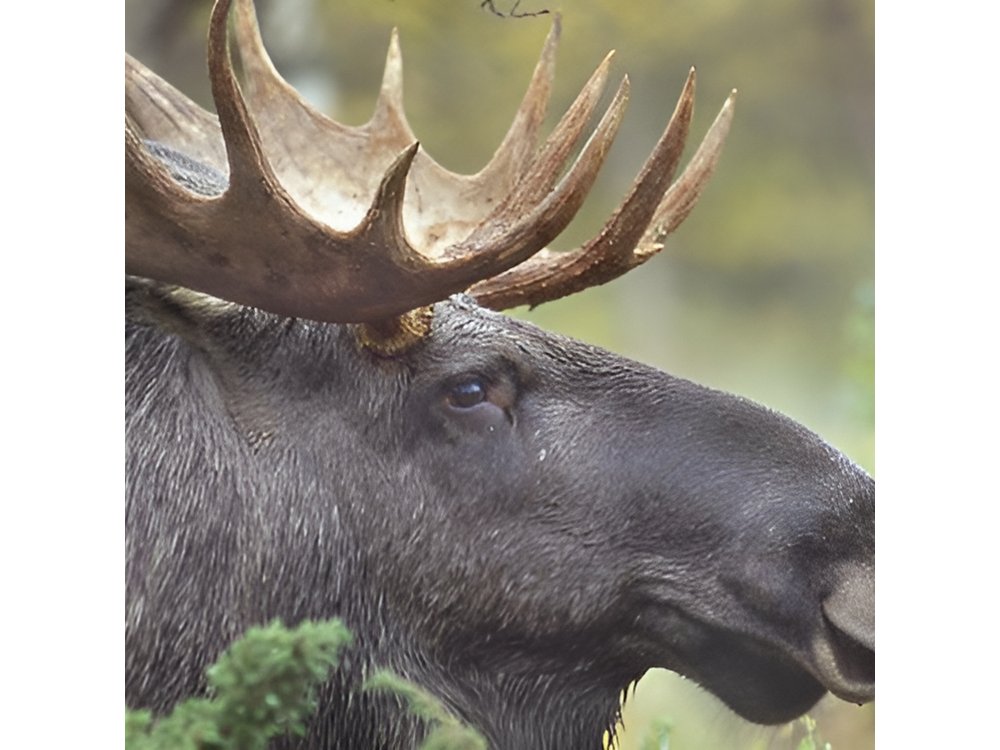 Evening Wildlife Safari from Stockholm