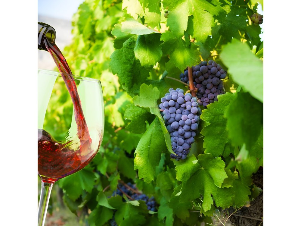 Private Tour: Ston and Peljesac Peninsula Day Trip with Wine Tasting