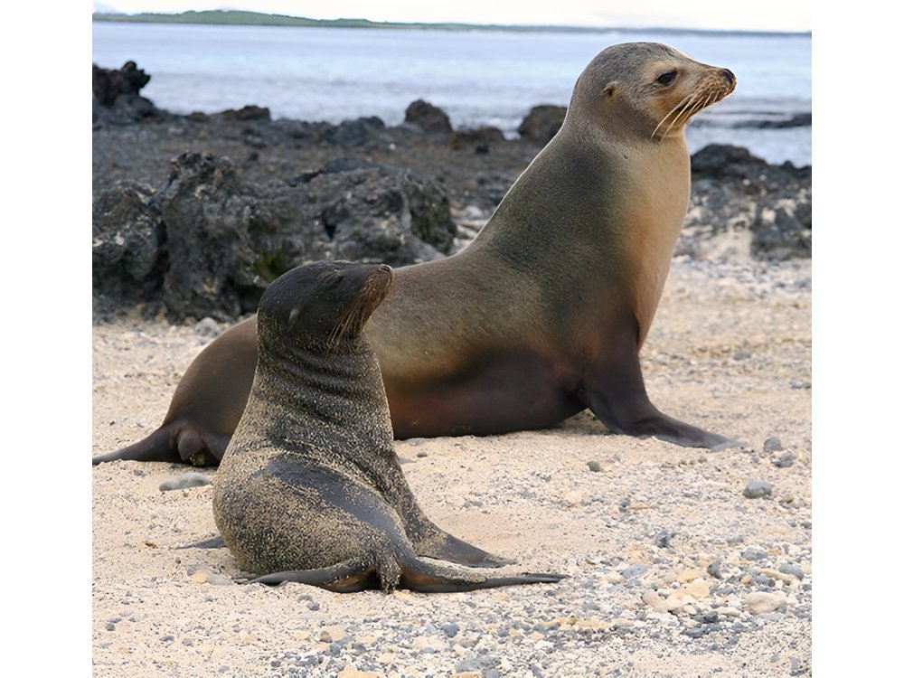 5-Day All-Inclusive Galapagos: Isabela and Santa Cruz Island
