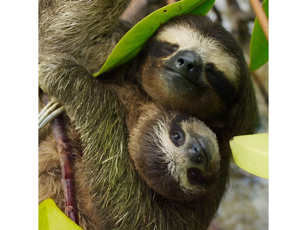Day Trip from San Jose to Sloths & other wildlife Rescue Center
