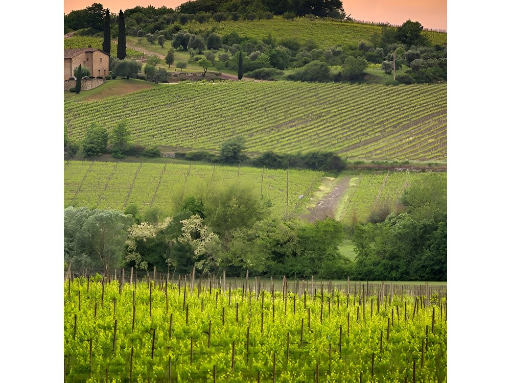 Private tour Brunello di Montalcino and Nobile di Montepulciano wine experience in Tuscany